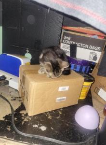 Crumbs - Domestic Kitten For Adoption - Philadelphia&comma; PA&comma; US