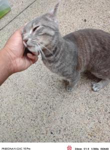 Chungus humongous the second - Domestic Cat For Adoption - Philadelphia&comma; PA&comma; US
