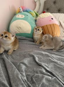 Scottish folds - Scottish Fold Kitten For Sale - Whitesboro&comma; NY&comma; US