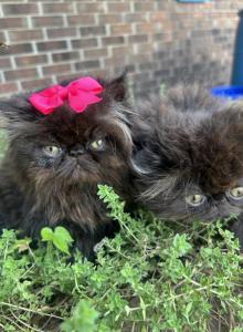 Black pearls - Persian Kitten For Sale - Hot Springs&comma; AR&comma; US