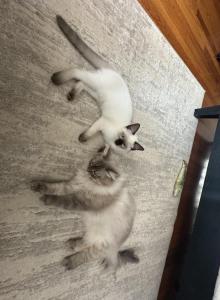 Leo - Balinese Kitten For Sale - Chicago&comma; IL&comma; US