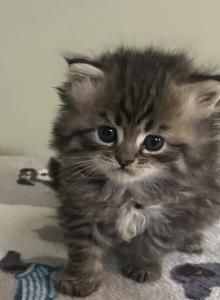 Koenigplatz - Persian Kitten For Sale - Greensboro&comma; NC&comma; US