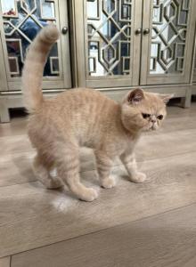 Exotic Shorthair Persian - Exotic Kitten For Sale - Carlsbad&comma; CA&comma; US