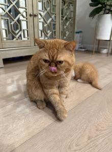 Garfield Persian exotic short hair - Exotic Kitten For Sale - Carlsbad, CA, US Garfield Persian exotic short hair - Exotic Kitten For Sale - Carlsbad, CA, US