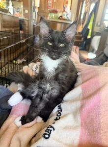 Black smoke - Maine Coon Kitten For Sale - Elkland&comma; MO&comma; US
