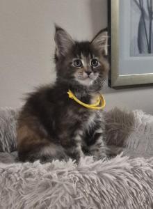 Darling - Maine Coon Kitten For Sale - Staten Island&comma; NY&comma; US
