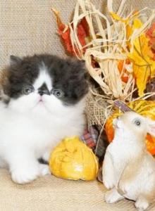 Top Show Quality Black and White Bi Color - Persian Kitten For Sale - CA&comma; US