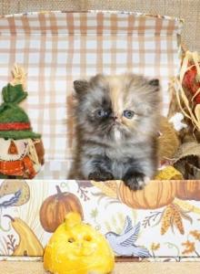 Tiny Teacup Tortoise Shell Female Persian - Persian Kitten For Sale - CA&comma; US