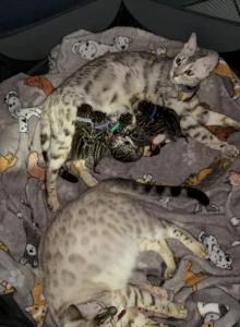 Storm and Chip litter - Bengal Kitten For Sale - Tallahassee&comma; FL&comma; US