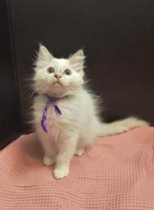 Wendy's Litter Sarah - Ragdoll Kitten For Sale - Pine Grove, PA, US Wendy's Litter Sarah - Ragdoll Kitten For Sale - Pine Grove, PA, US
