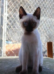 Nova - Siamese Kitten For Sale - Anza&comma; CA&comma; US