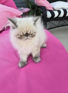 BFlat - Exotic Kitten For Sale - NJ, US BFlat - Exotic Kitten For Sale - NJ, US