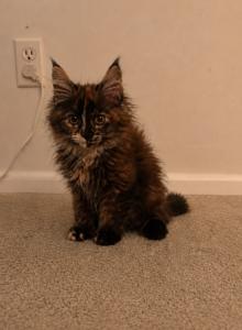 Laikum - Maine Coon Kitten For Sale - Fairfield, OH, US Laikum - Maine Coon Kitten For Sale - Fairfield, OH, US