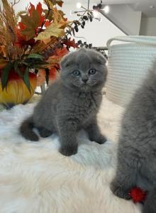 Scottish fold blue boy - Scottish Fold Kitten For Sale - Champions Gate&comma; FL&comma; US