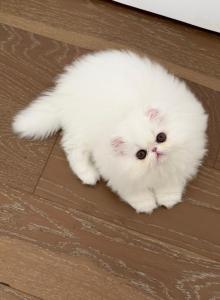 Fluffy - Persian Kitten For Sale - San Francisco, CA, US Fluffy - Persian Kitten For Sale - San Francisco, CA, US