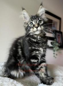 Luna and Emmetts Miles - Maine Coon Kitten For Sale - New Albany, OH, US Luna and Emmetts Miles - Maine Coon Kitten For Sale - New Albany, OH, US
