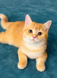 Scottish Straight male - Scottish Straight Kitten For Sale - Orlando, FL, US Scottish Straight male - Scottish Straight Kitten For Sale - Orlando, FL, US