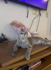 Mika - Bengal Kitten For Adoption - OK&comma; US
