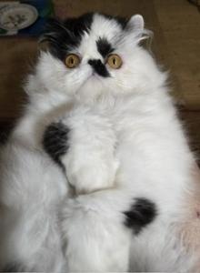 MONRT - Persian Cat For Sale - NJ&comma; US