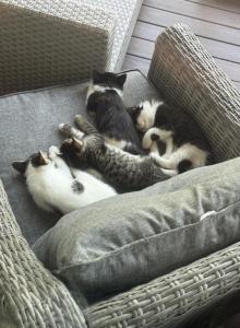 Kittens for sale - Domestic Kitten For Sale - Morrison&comma; CO&comma; US