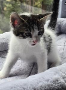 Looking for new home - Domestic Kitten For Sale - Morrison, CO, US Looking for new home - Domestic Kitten For Sale - Morrison, CO, US