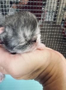 Black smoke and white females - Persian Kitten For Sale - Joplin, MO, US Black smoke and white females - Persian Kitten For Sale - Joplin, MO, US