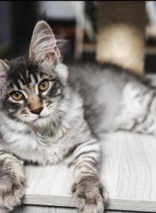 Oziandra - Maine Coon Kitten For Sale - Chandler Heights&comma; AZ&comma; US