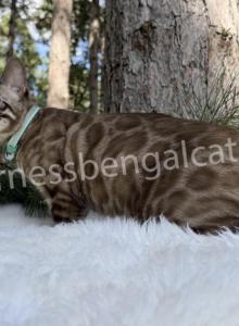 Jasper - Bengal Kitten For Sale - Becker&comma; MN&comma; US