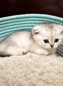 Buttons - Domestic Kitten For Sale - Piscataway&comma; NJ&comma; US