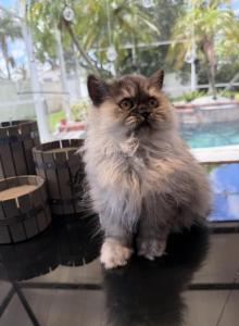 Paris - Persian Kitten For Sale - Orlando&comma; FL&comma; US