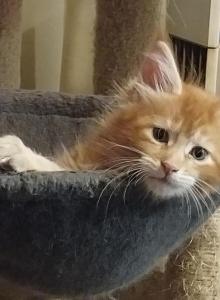 Freedom - Maine Coon Kitten For Sale - Trevor&comma; WI&comma; US