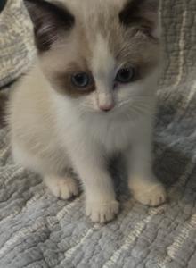Persian Ragdolls - Ragdoll Kitten For Sale - Mobile&comma; AL&comma; US