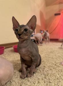 Corndog the Sphynx Kitten - Sphynx Kitten For Sale - Edmond&comma; OK&comma; US