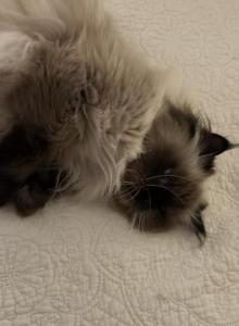 Cecil - Himalayan Cat For Adoption - Spring Grove&comma; IL&comma; US