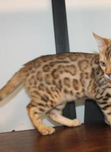 Kari - Bengal Kitten For Sale - Valparaiso&comma; IN&comma; US