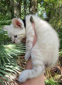 Snow lynx bengal kitten available for sale - Bengal Kitten For Sale - Saint Augustine, FL, US Snow lynx bengal kitten available for sale - Bengal Kitten For Sale - Saint Augustine, FL, US