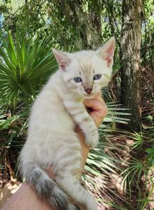 Snow lynx bengal kitten available for sale - Bengal Kitten For Sale - Saint Augustine&comma; FL&comma; US