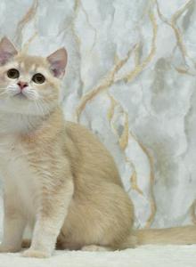 Irakli 1 - British Shorthair Kitten For Sale - Los Angeles&comma; CA&comma; US