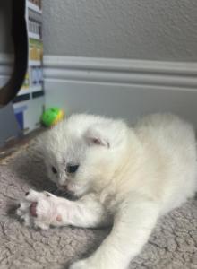 Opal - British Shorthair Kitten For Sale - Sun City Center, FL, US Opal - British Shorthair Kitten For Sale - Sun City Center, FL, US