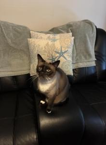 Eclipse - Siamese Cat For Adoption - Inverness, FL, US Eclipse - Siamese Cat For Adoption - Inverness, FL, US