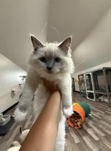 Princess Evangeline - Ragdoll Kitten For Adoption - Hudson, OH, US Princess Evangeline - Ragdoll Kitten For Adoption - Hudson, OH, US