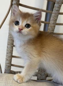 Melody - Scottish Straight Kitten For Sale - Burlington, MA, US Melody - Scottish Straight Kitten For Sale - Burlington, MA, US