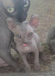 Mouse - Sphynx Kitten For Sale - IL, US Mouse - Sphynx Kitten For Sale - IL, US