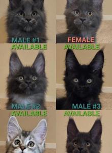Thorin n Company - Maine Coon Kitten For Sale - Albuquerque, NM, US Thorin n Company - Maine Coon Kitten For Sale - Albuquerque, NM, US