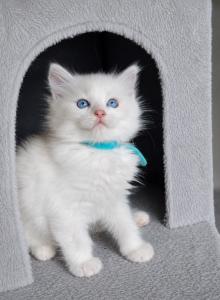 Ragdoll - Ragdoll Kitten For Sale - Encino, CA, US Ragdoll - Ragdoll Kitten For Sale - Encino, CA, US