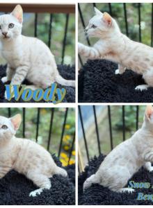 Woody - Bengal Kitten For Sale - ME, US Woody - Bengal Kitten For Sale - ME, US