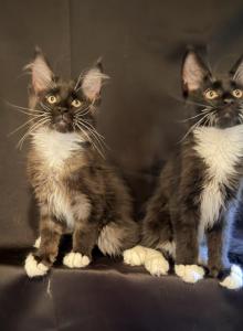 Black white - Maine Coon Kitten For Sale - Elkland, MO, US Black white - Maine Coon Kitten For Sale - Elkland, MO, US
