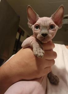 Linda - Bambino Kitten For Sale - NY, US Linda - Bambino Kitten For Sale - NY, US