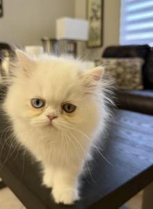 Milo - Persian Kitten For Sale - Henderson, NV, US Milo - Persian Kitten For Sale - Henderson, NV, US