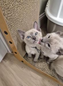 Five males and one female - Siamese Kitten For Sale - New London, CT, US Five males and one female - Siamese Kitten For Sale - New London, CT, US